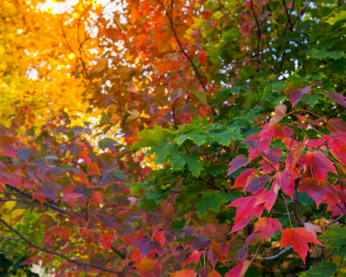 Fall leaves