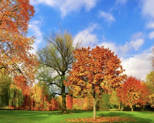 Wide colorful panorama of a gorgeous park in autumn, a tranquil and happy outdoor scene