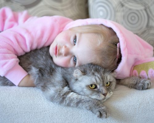 Little cute child lying on bed with her kitten Scottish Fold. Girl hugs the cat.