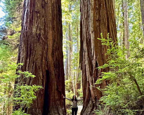 Redwoods