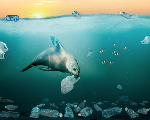 Sea lion eating trash bag in ocean full of plastic trash to illustrate marine pollution problem. At least 8 million tons of plastic end up in oceans every year and make majority of marine debris from surface waters to deep-sea sediments.