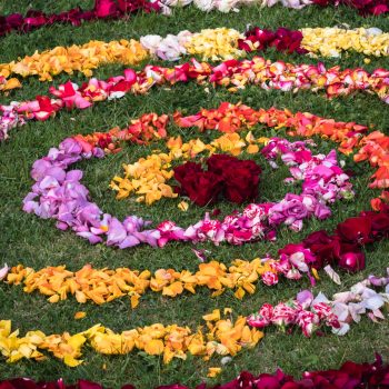 mandala of different colored rose petals, symmetrical spiral shape of flowers