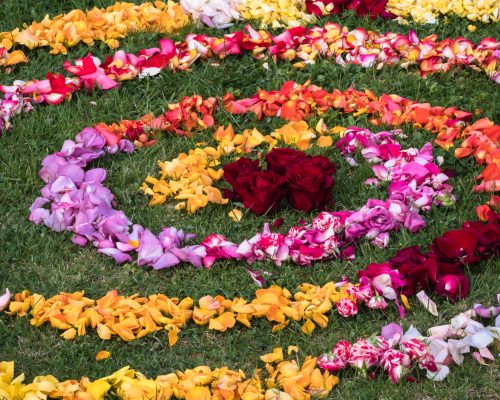 mandala of different colored rose petals, symmetrical spiral shape of flowers