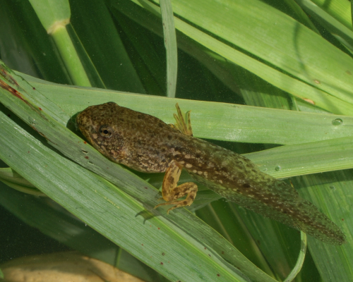 Tadpole