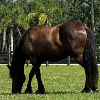 conversation horse 2