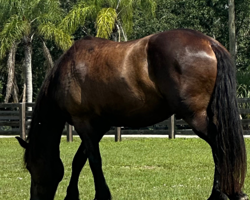 conversation horse 2