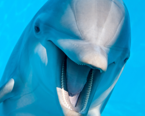 dolphin