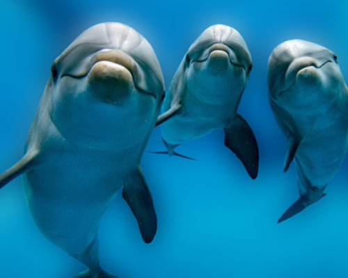 dolphins