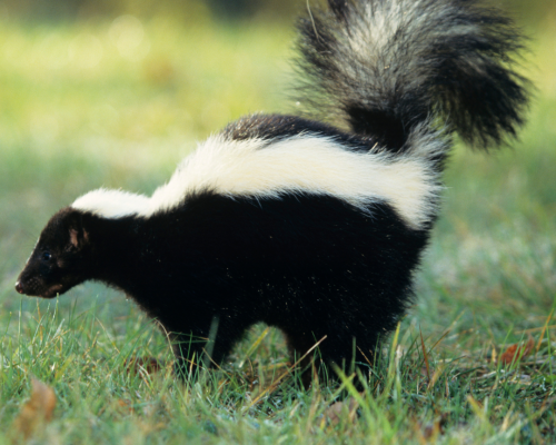 skunk